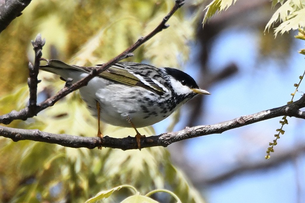 Warbler, Blackpoll, 2018-05184211 Parker River NWR, MA.JPG - Blackpoll Warbler. Parker River National Wildlife Refuge, MA, 5-18-2018